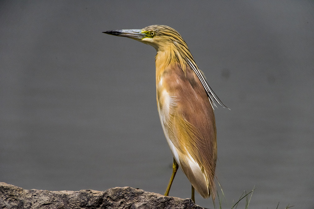 Squacco Heron