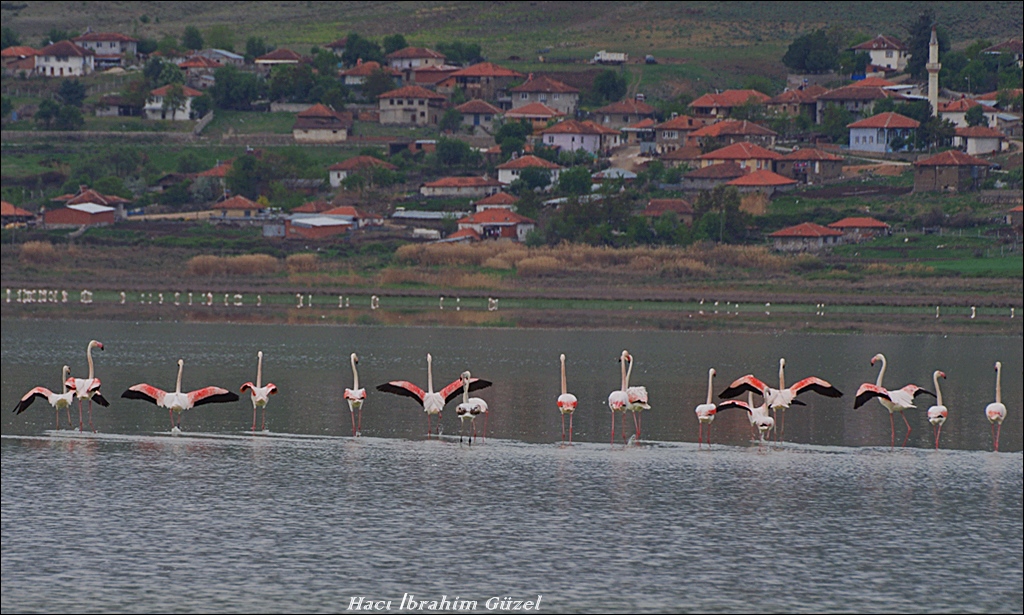 Greater Flamingo