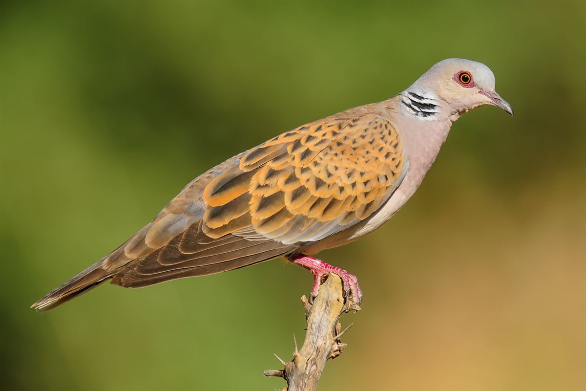 European Turtle Dove