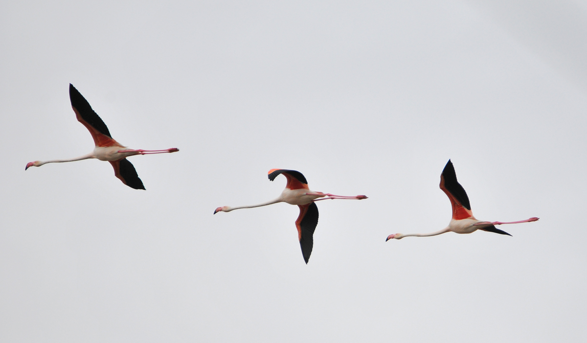 Greater Flamingo