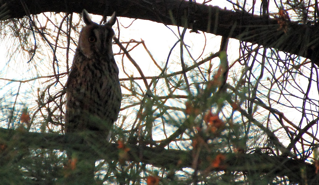Long-eared Owl