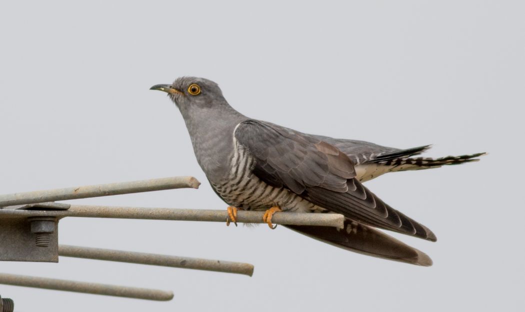 Common Cuckoo