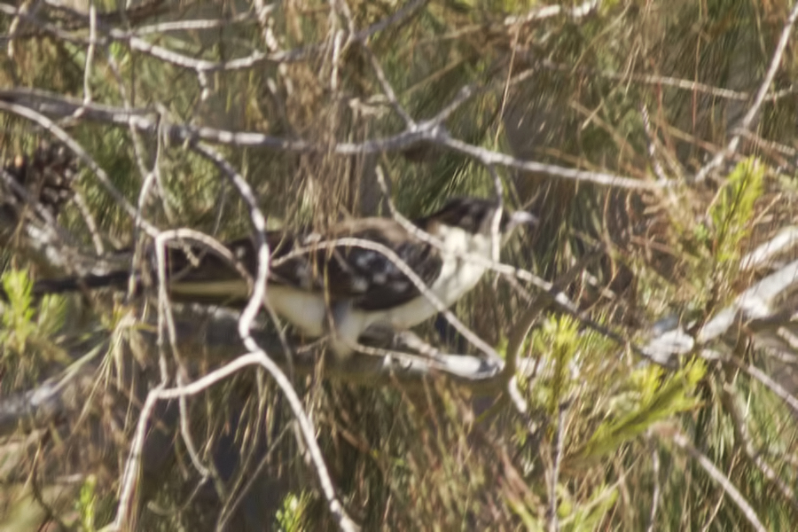 Great Spotted Cuckoo