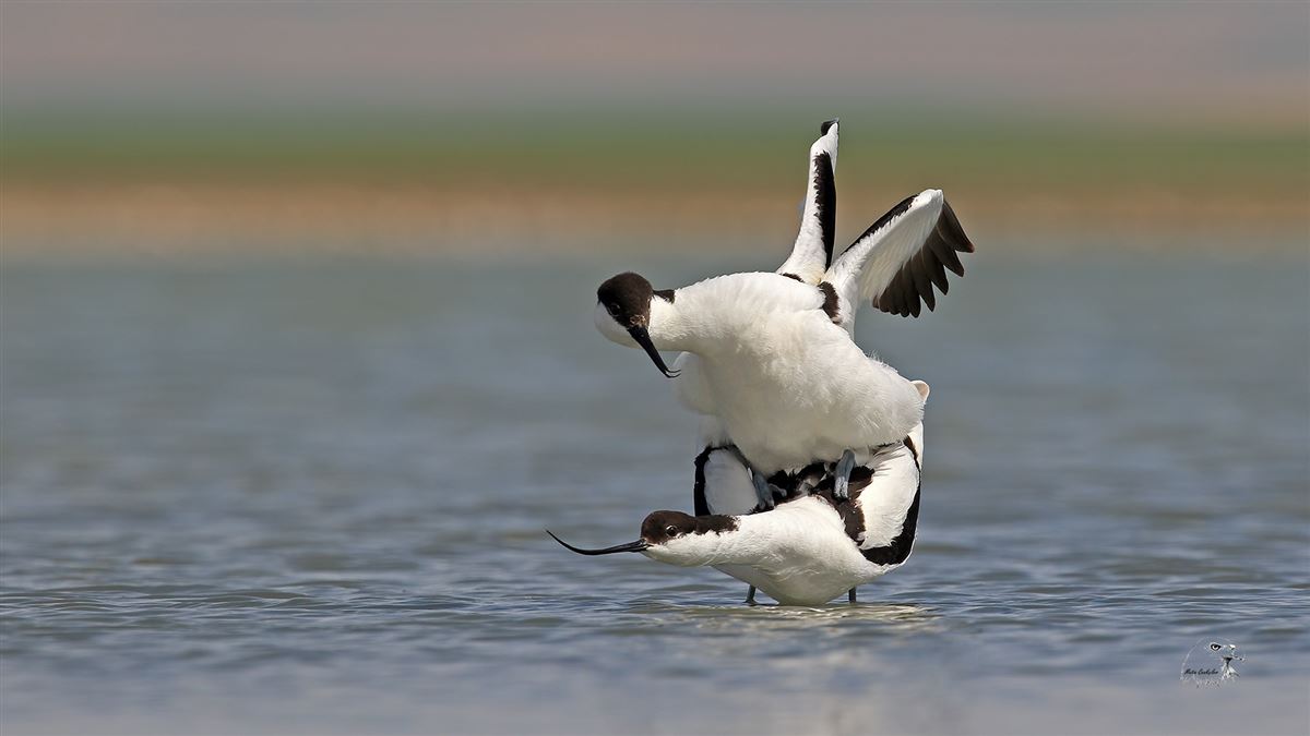 Pied Avocet