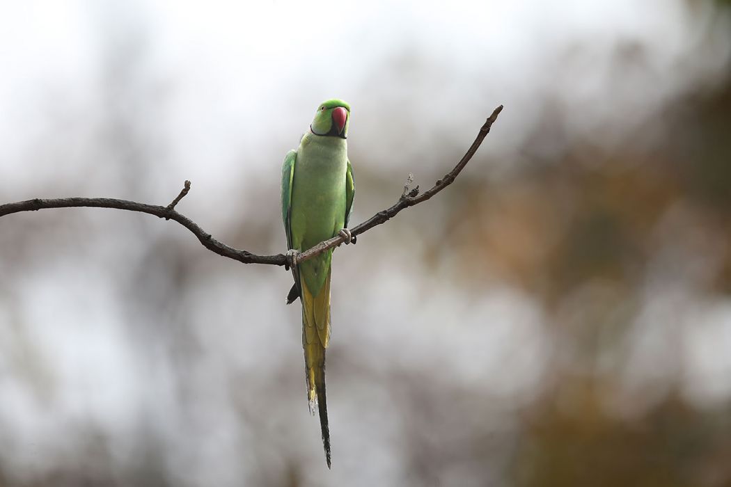 Rose-ringed Parakeet
