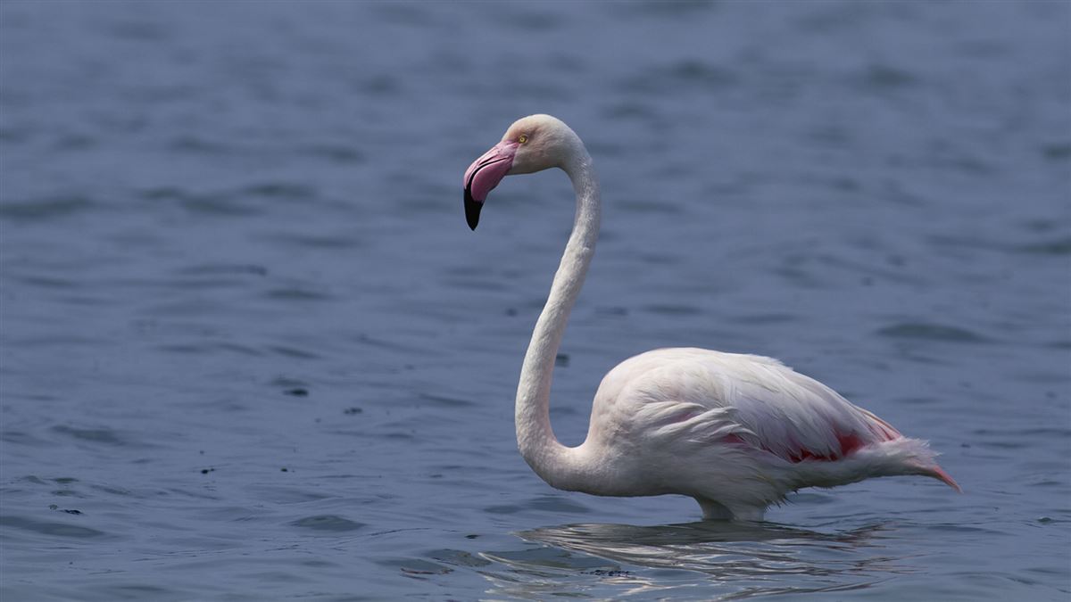 Greater Flamingo