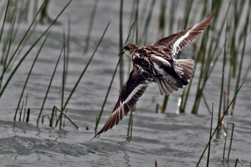 Red-necked Phalarope