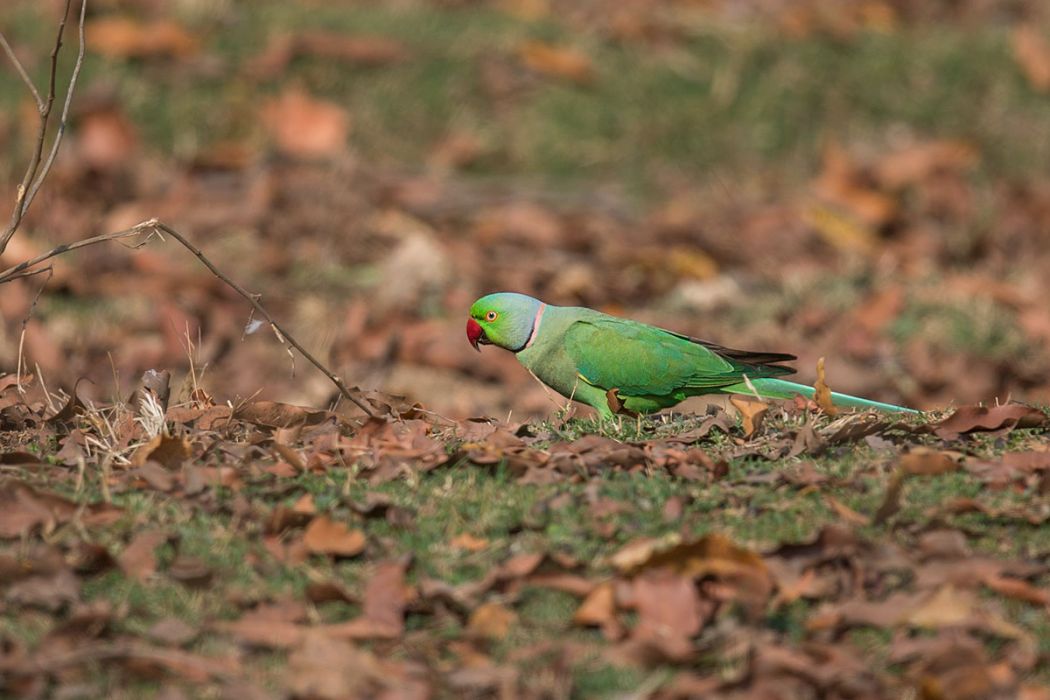Rose-ringed Parakeet