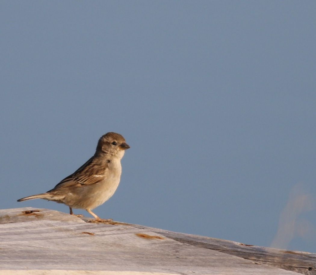 House Sparrow