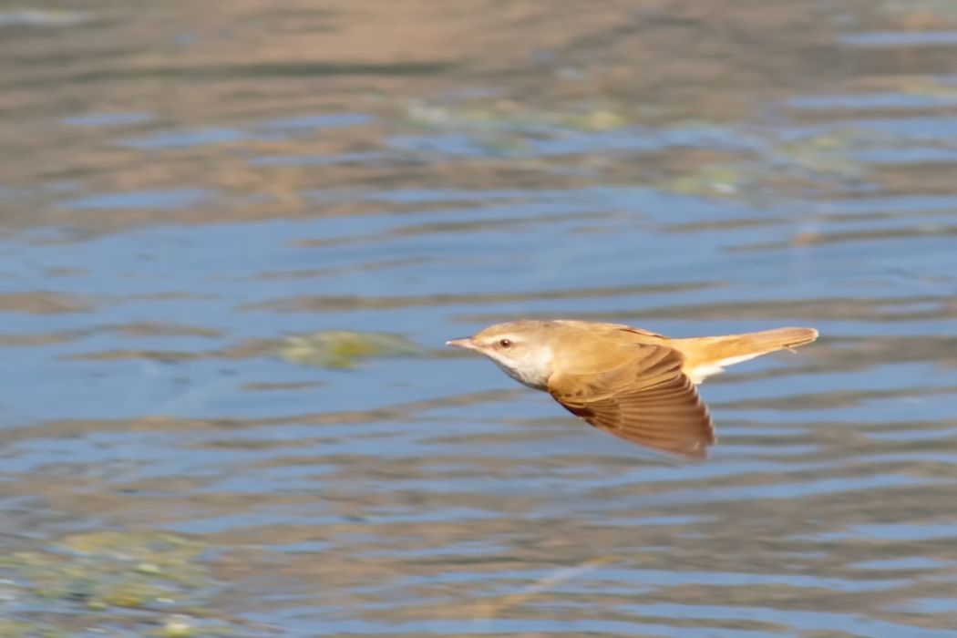 Great Reed Warbler