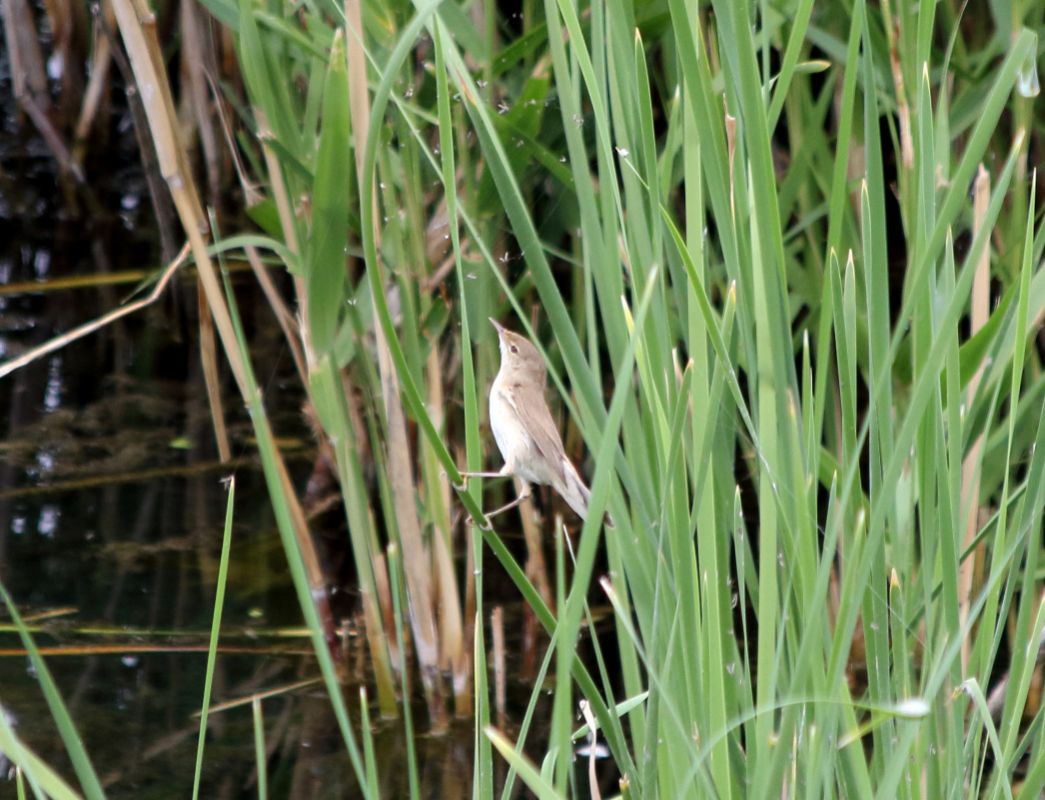 Common Reed Warbler