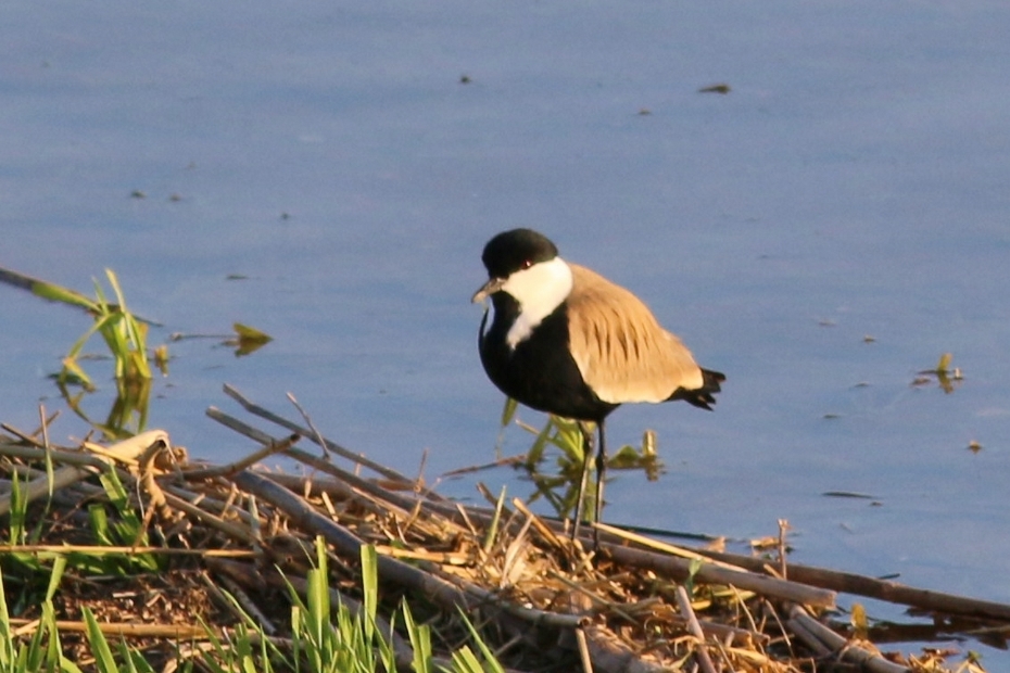 Spur-winged Lapwing
