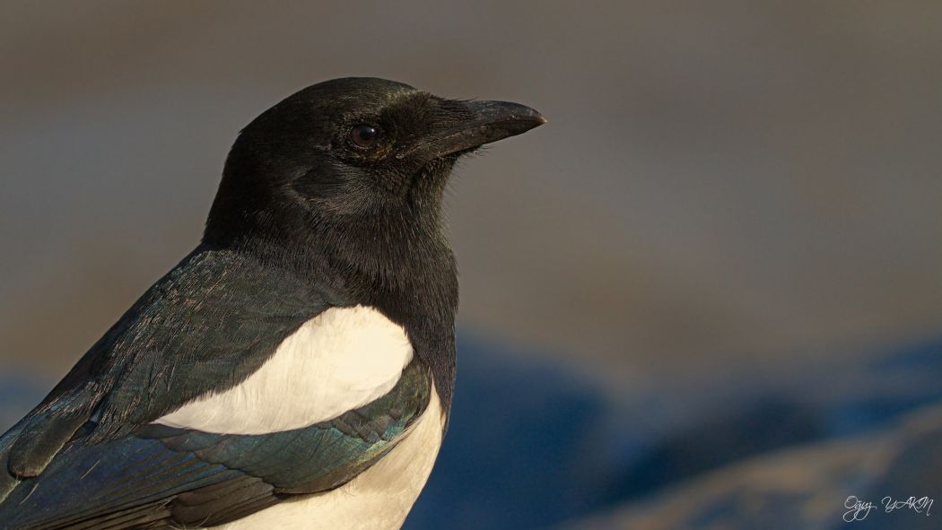Eurasian Magpie