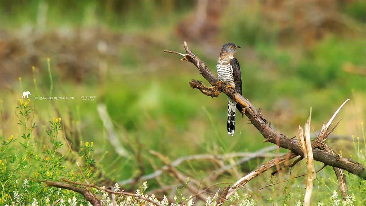 Common Cuckoo