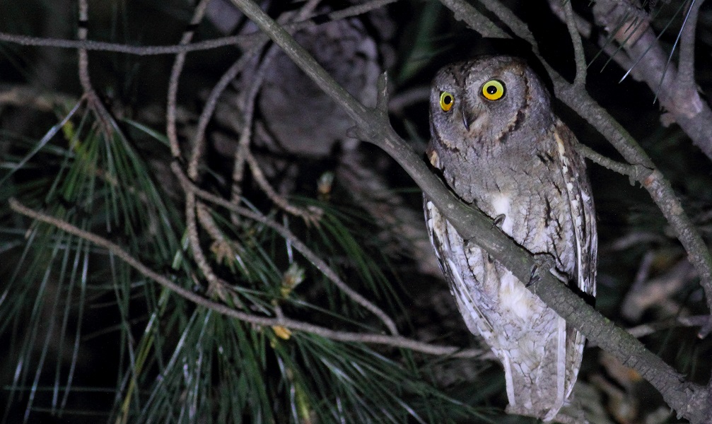 Eurasian Scops Owl