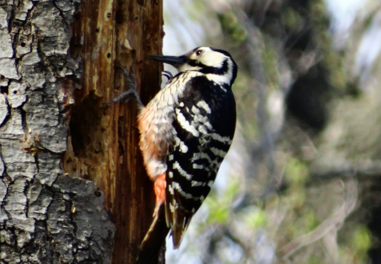 White-backed Woodpecker