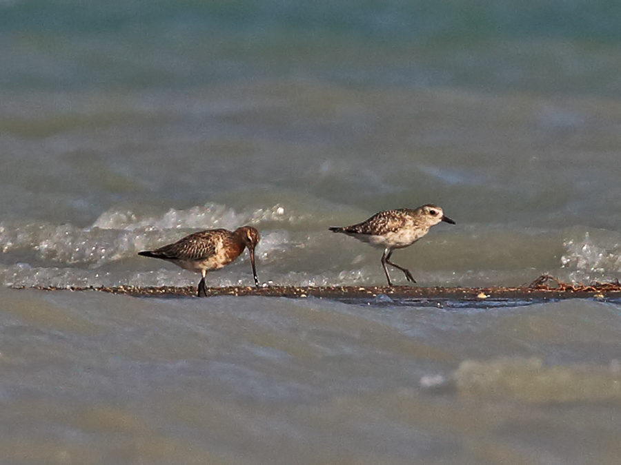 Bar-tailed Godwit