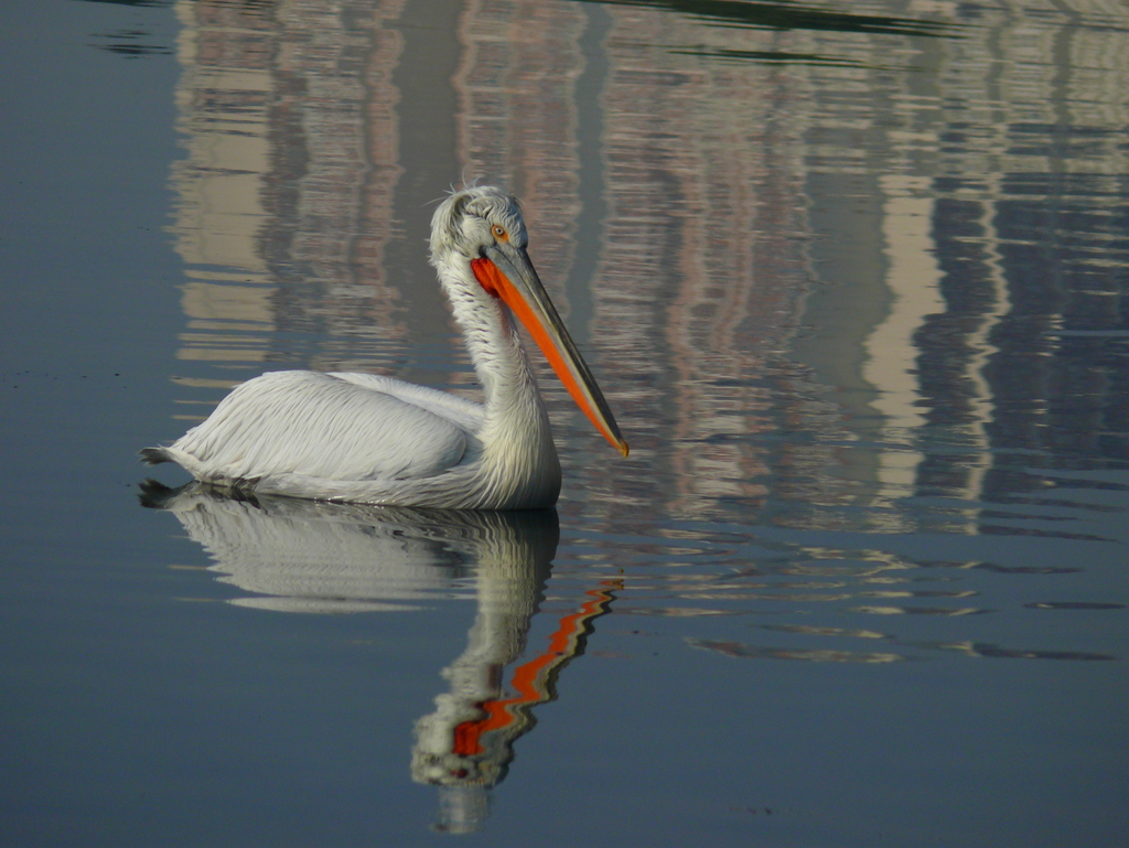 Dalmatian Pelican