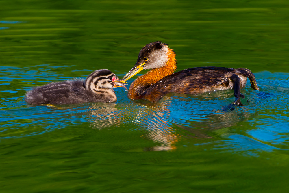 Red-necked Grebe
