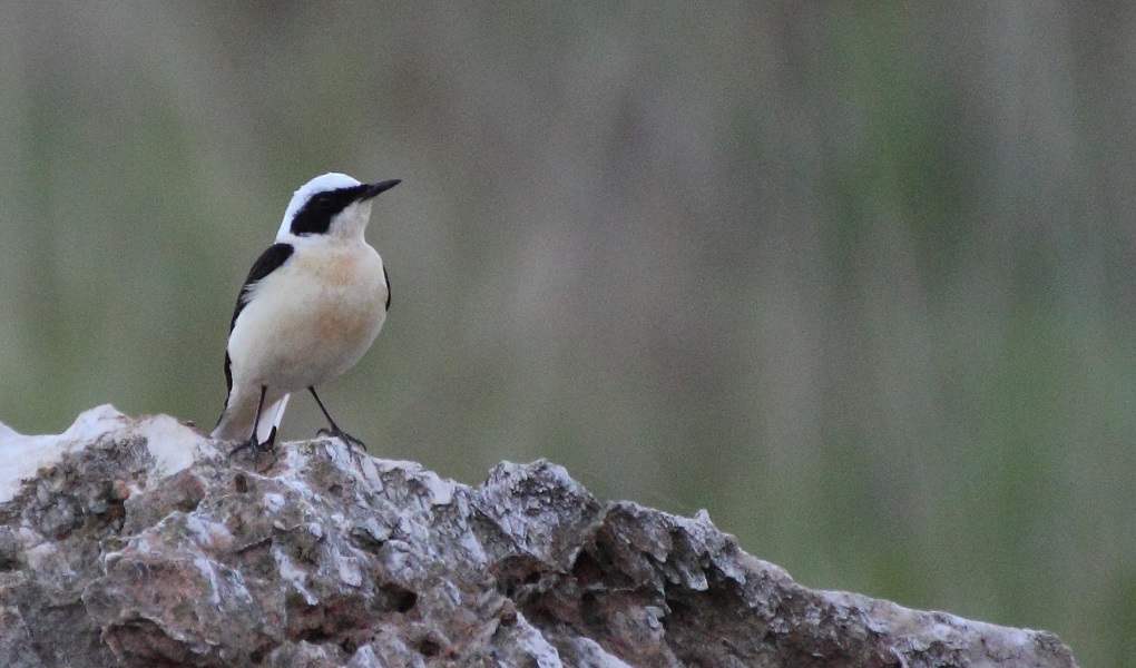 Black-eared Wheatear