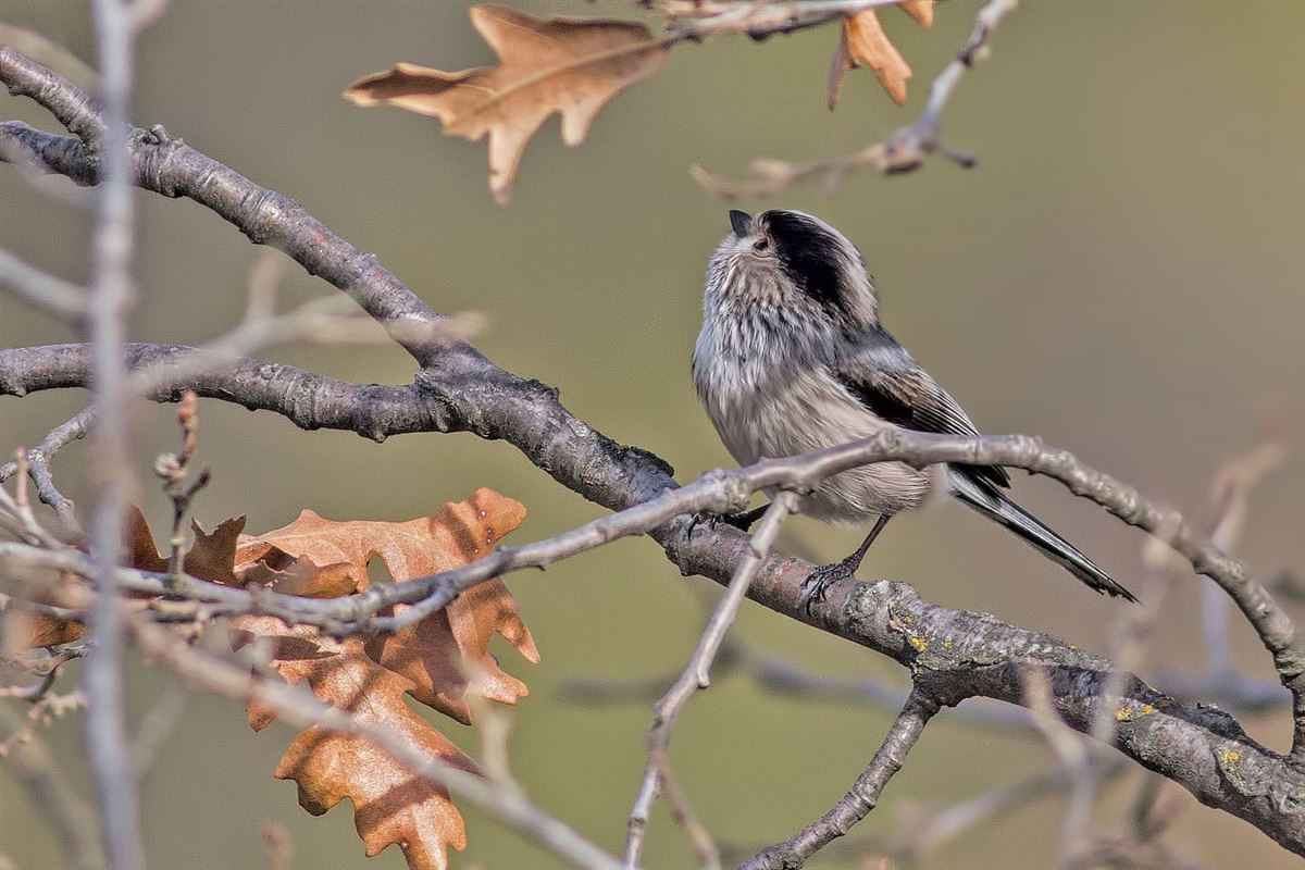 Long-tailed Tit