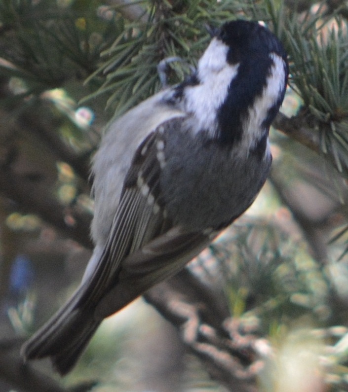 Coal Tit