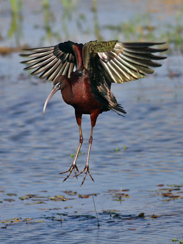 Glossy Ibis