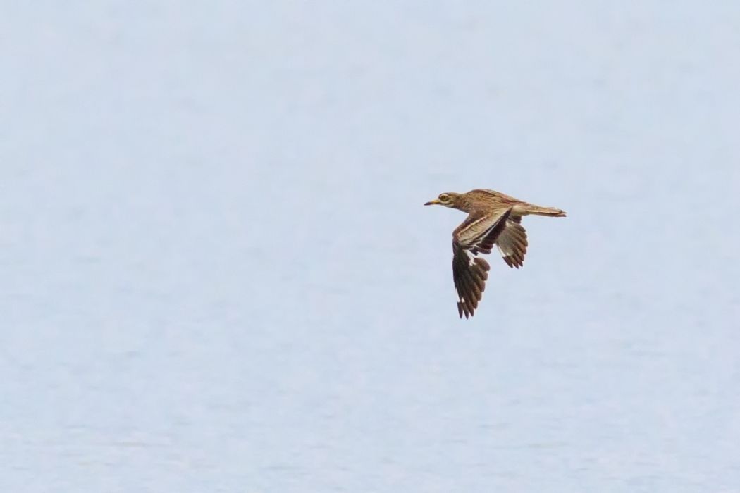 Eurasian Stone-curlew