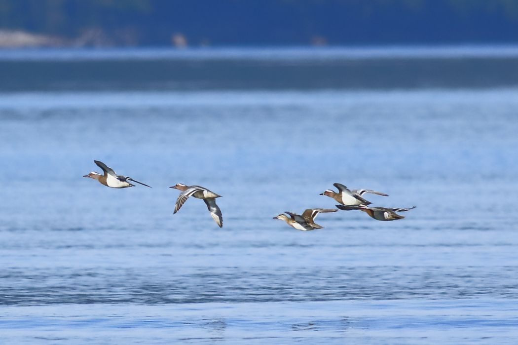 Garganey