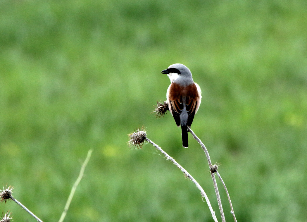 Red-backed Shrike