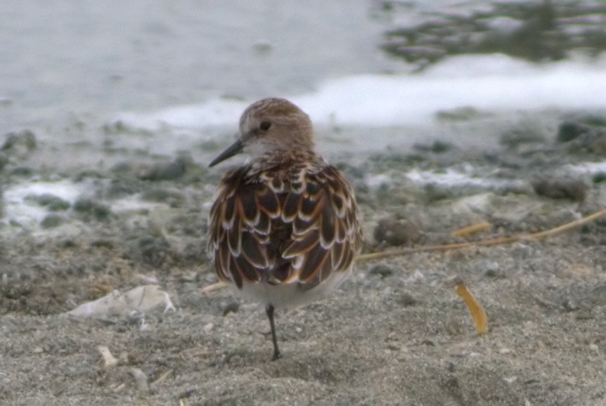 Little Stint