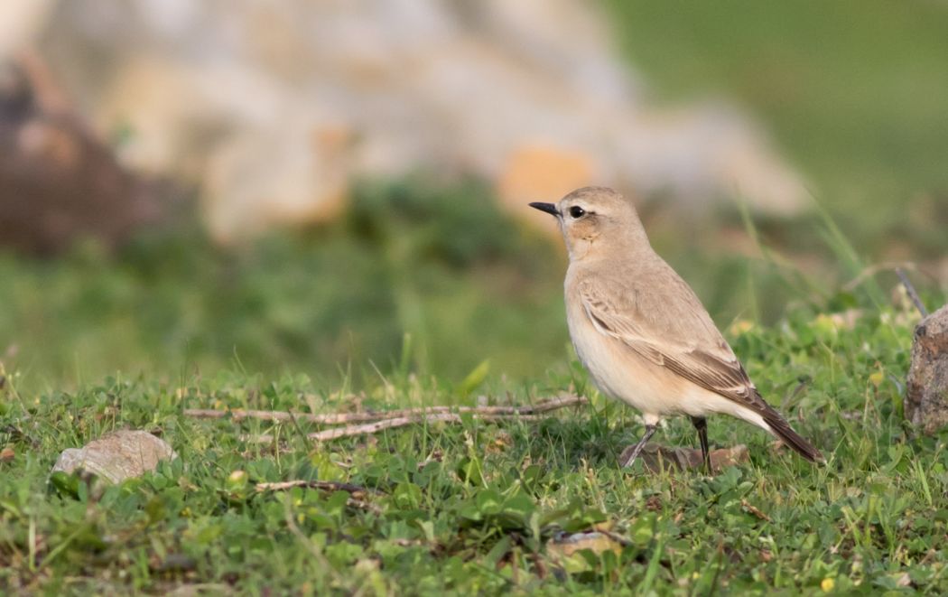 Isabelline Wheatear