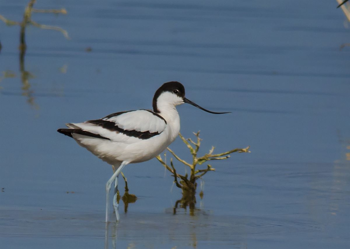 Pied Avocet
