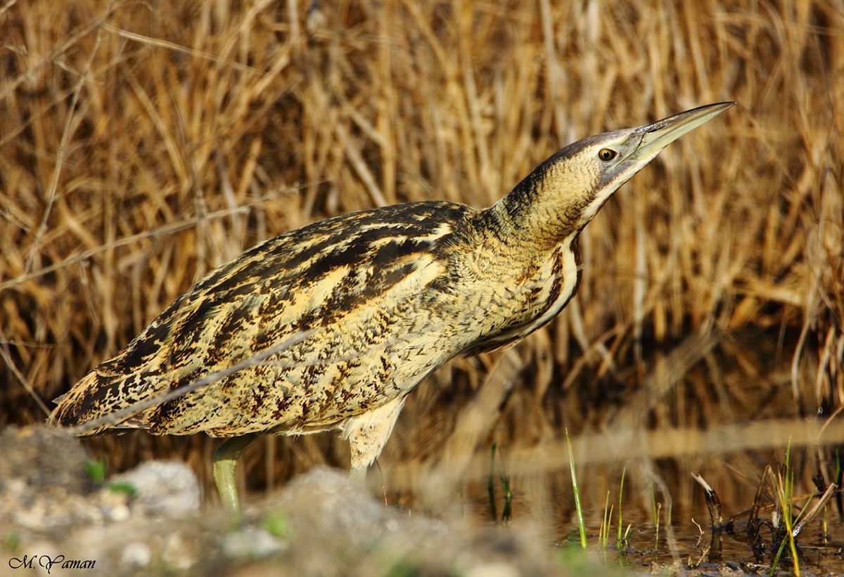 Eurasian Bittern