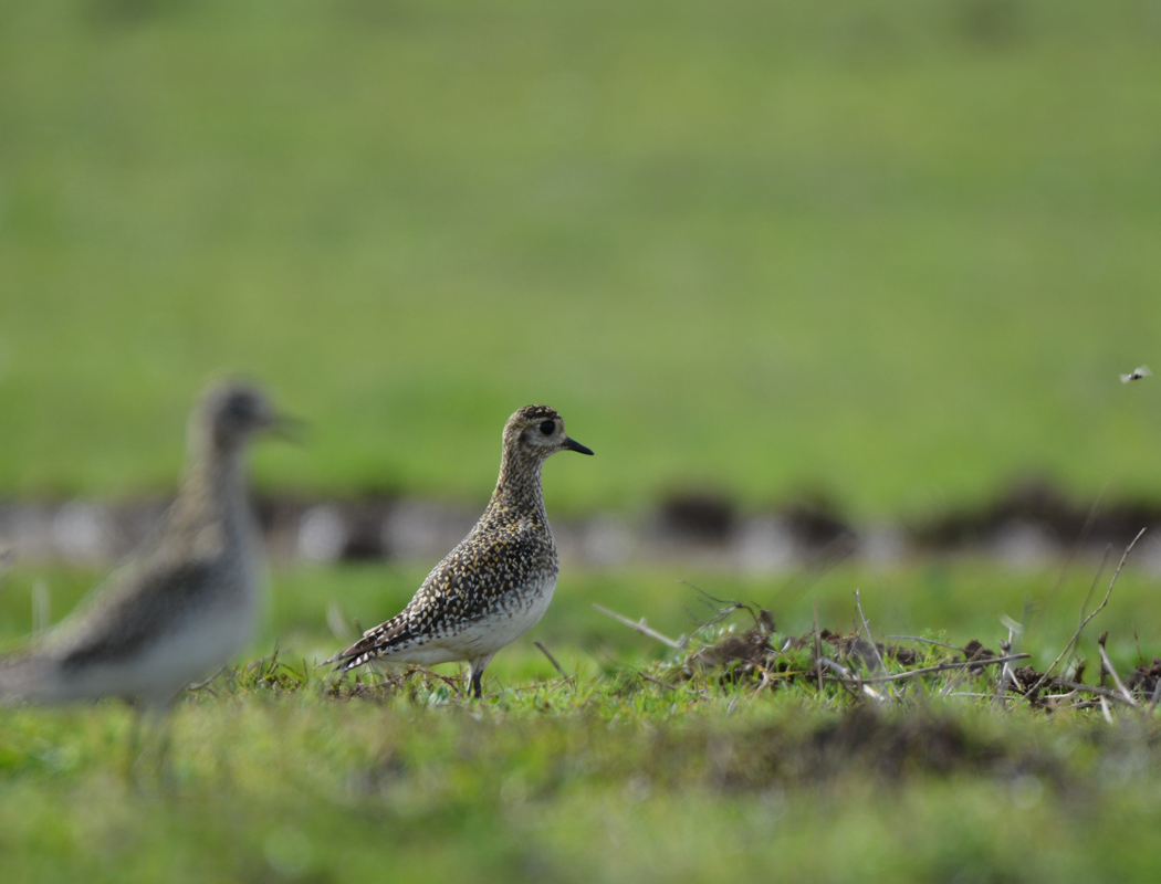 European Golden Plover