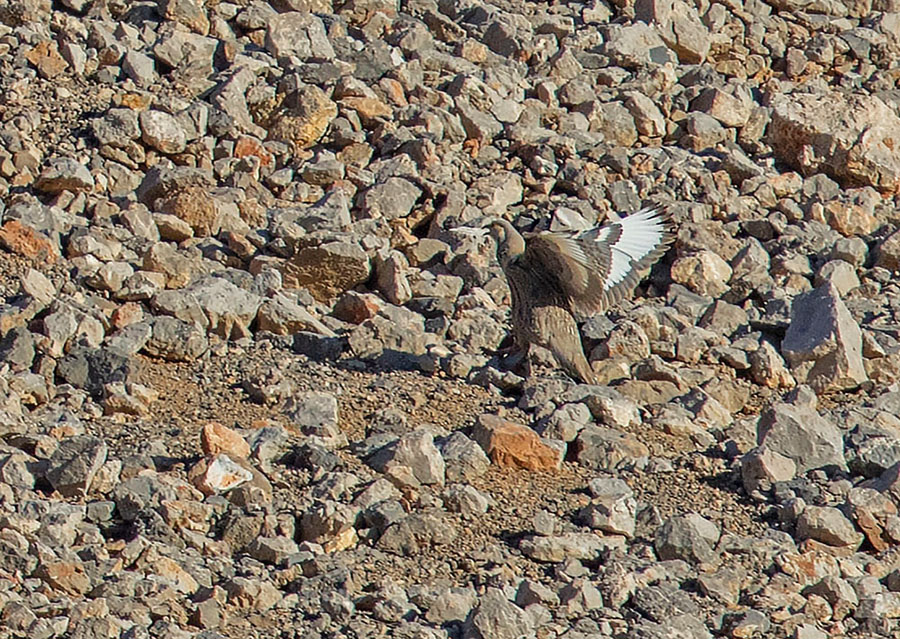 Caspian Snowcock