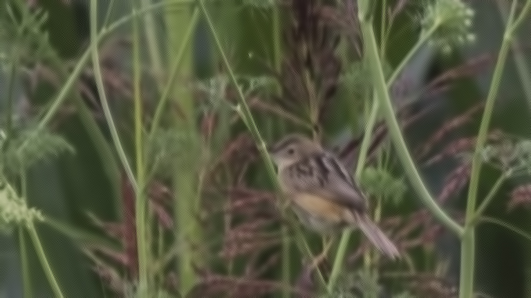 Zitting Cisticola
