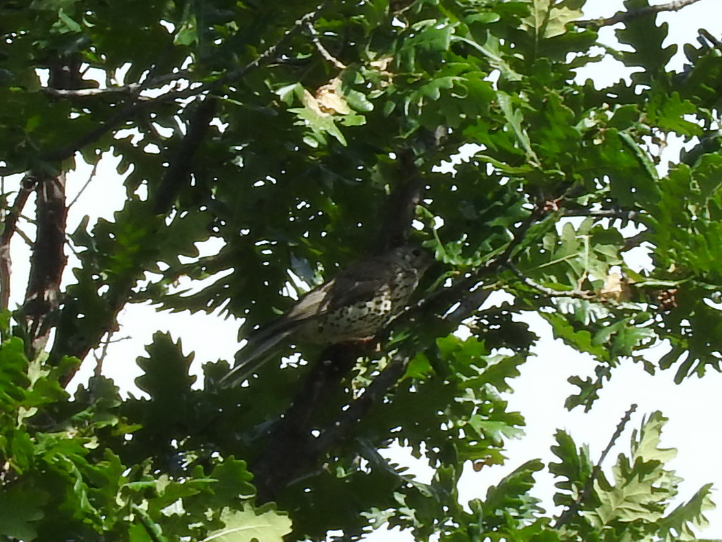Mistle Thrush