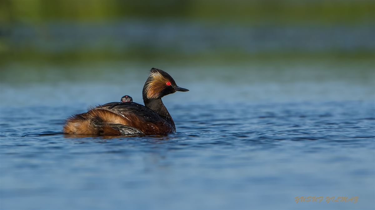 Black-necked Grebe