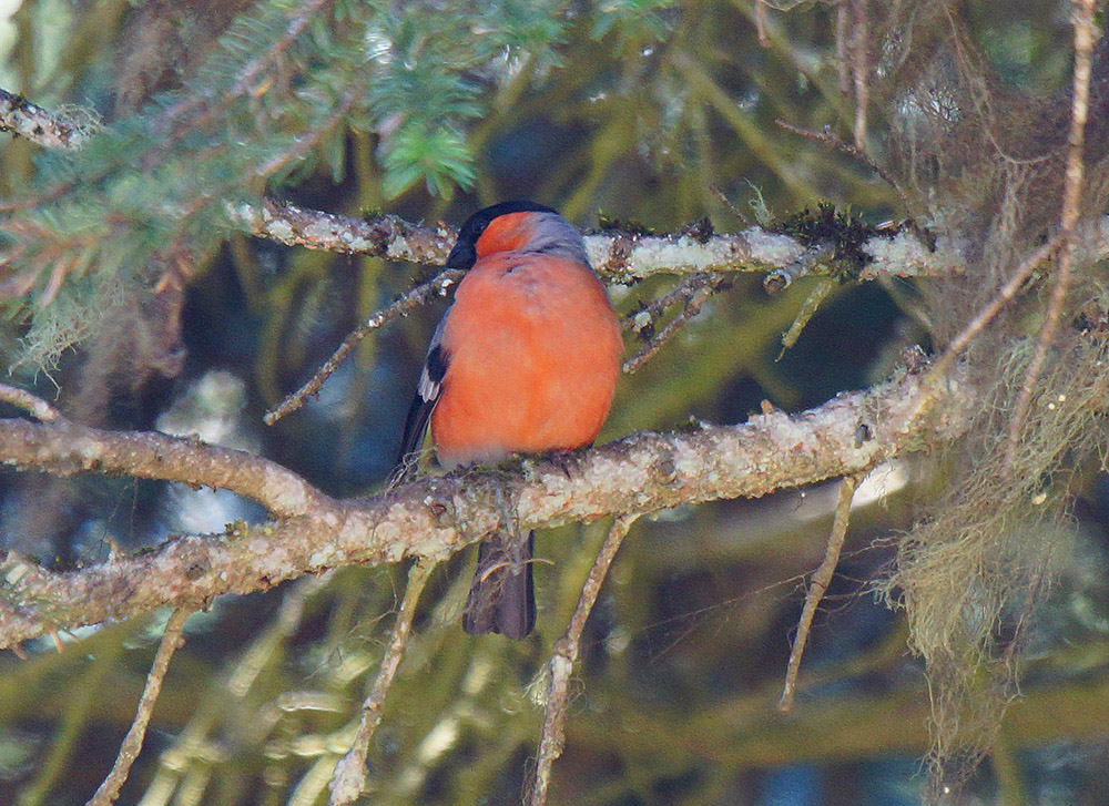 Eurasian Bullfinch