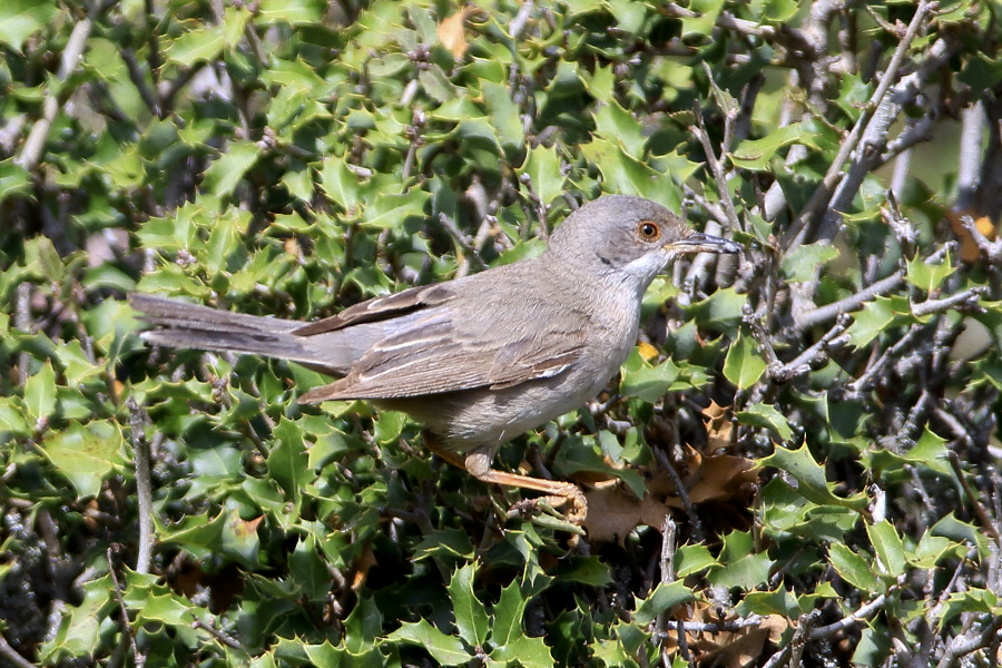 Rüppell`s Warbler