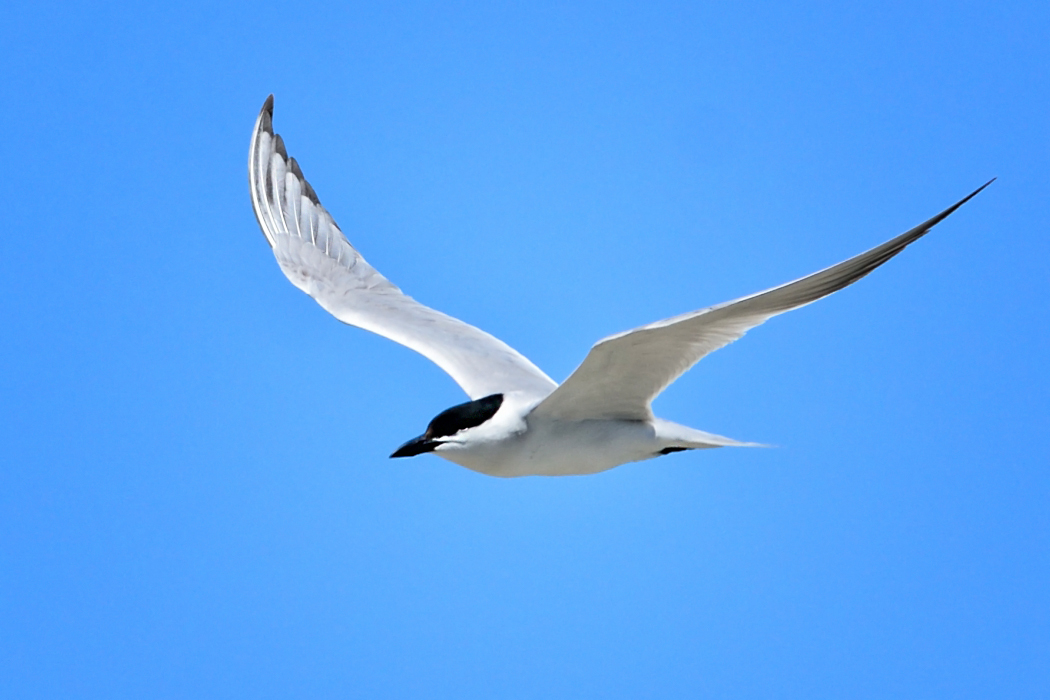 Gull-billed Tern