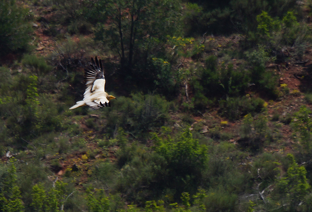 Egyptian Vulture