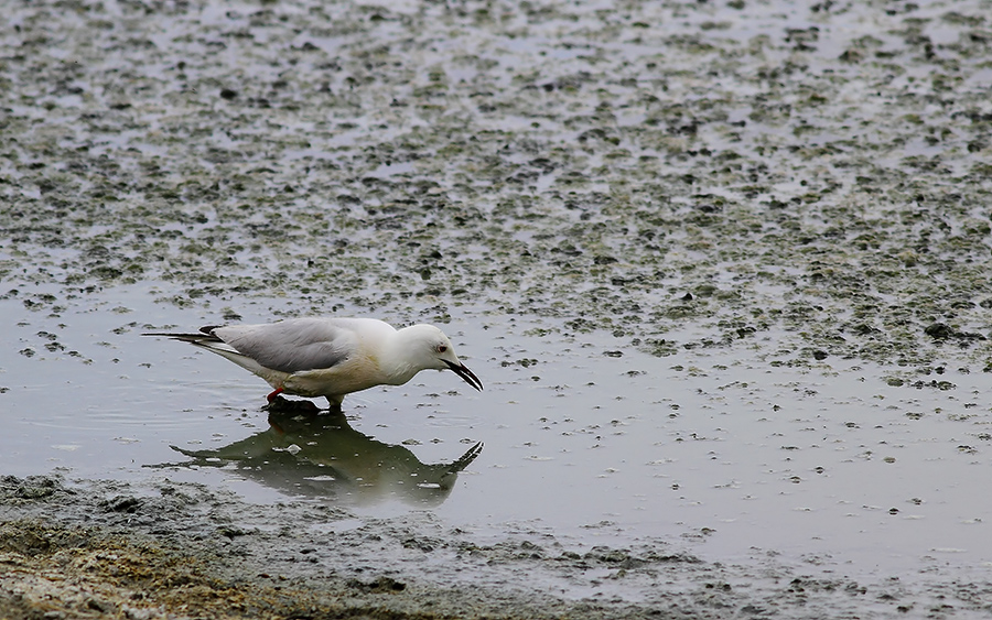 Slender-billed Gull