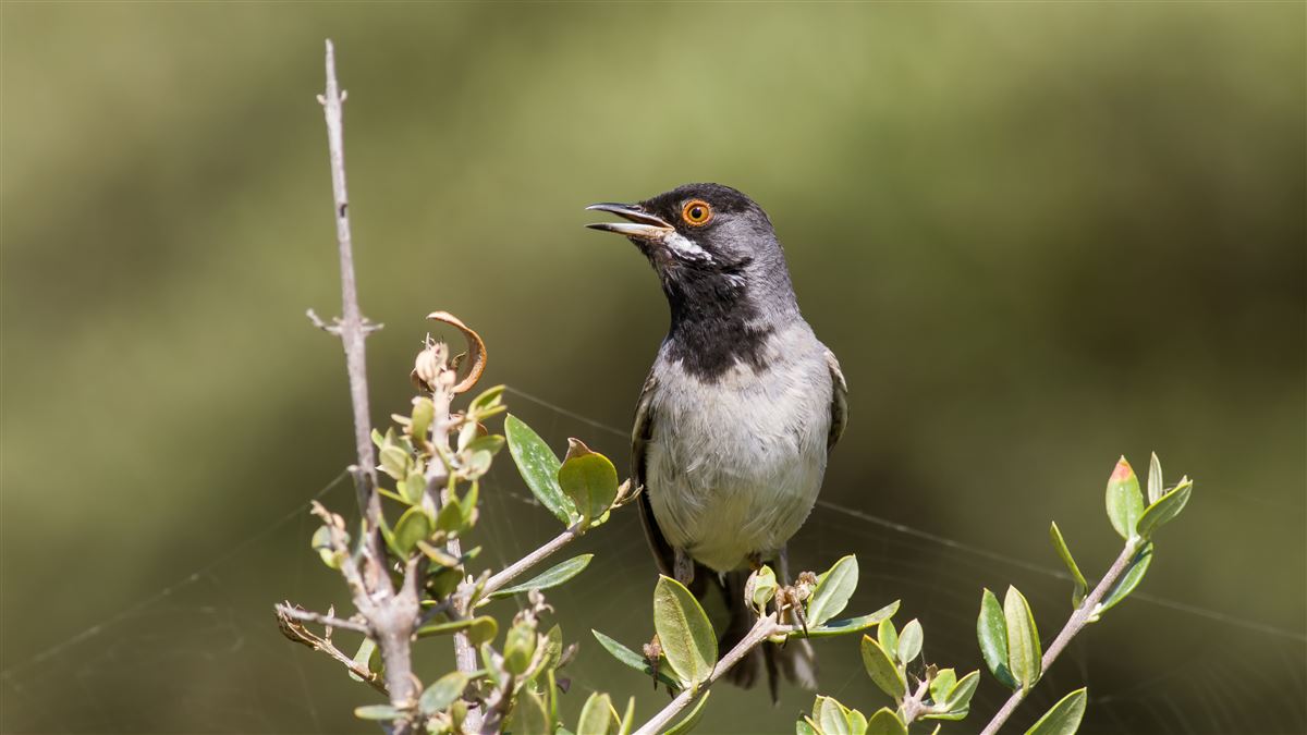 Rüppell`s Warbler