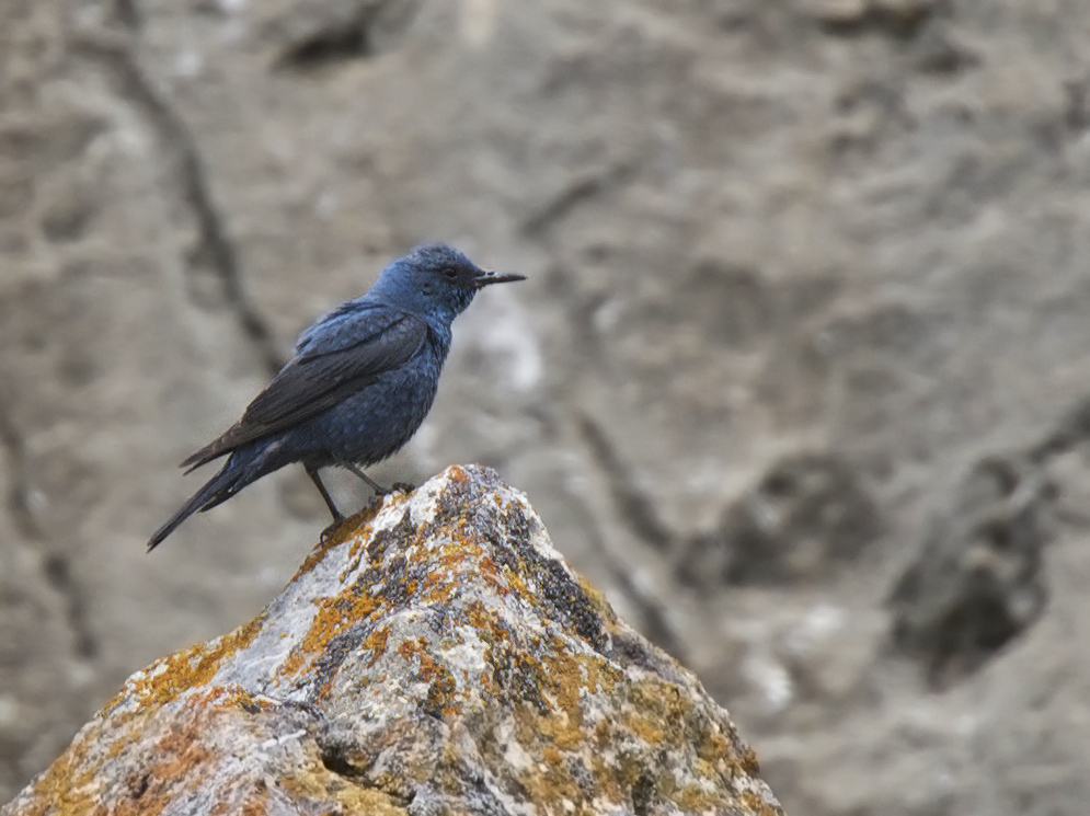 Blue Rock Thrush