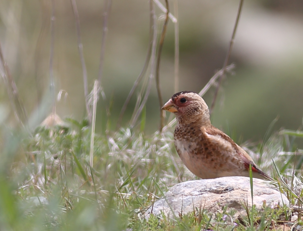 Crimson-winged Finch