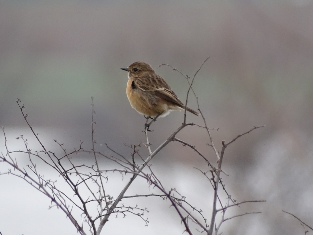 European Stonechat