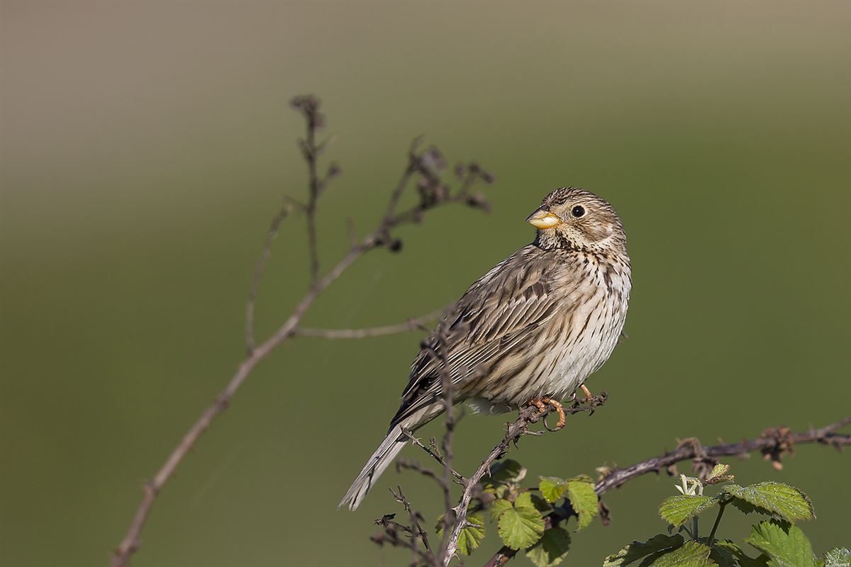 Corn Bunting