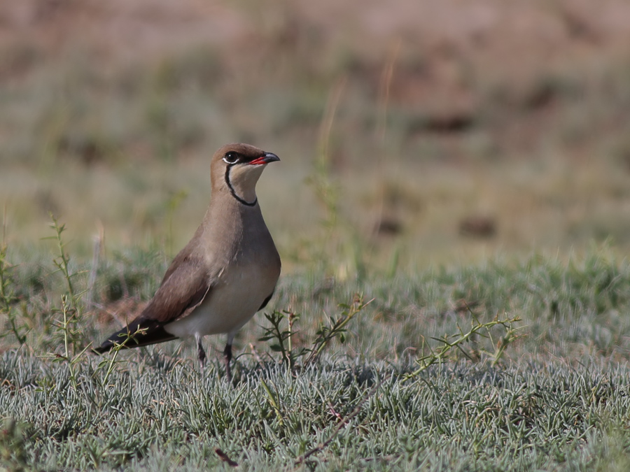 Collared Pratincole